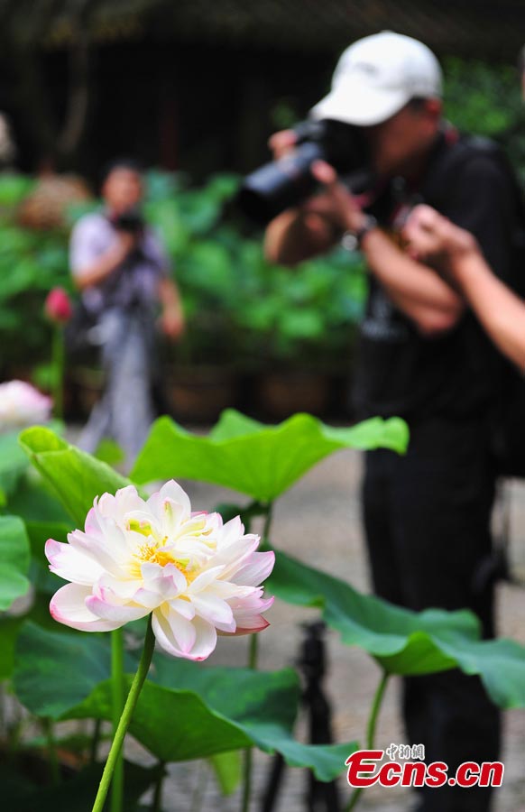 A visitor takes photos for lotus flowers in Guyi Garden in Nanxiang Town, Jiading District, Shanghai, June 30, 2013. Originally called "Yi Garden," where "Yi" means a beautiful view of bamboo, Guyi Garden was designed by a well-known bamboo-carving master from the Ming Dynasty. (CNS/Yuan Jing)