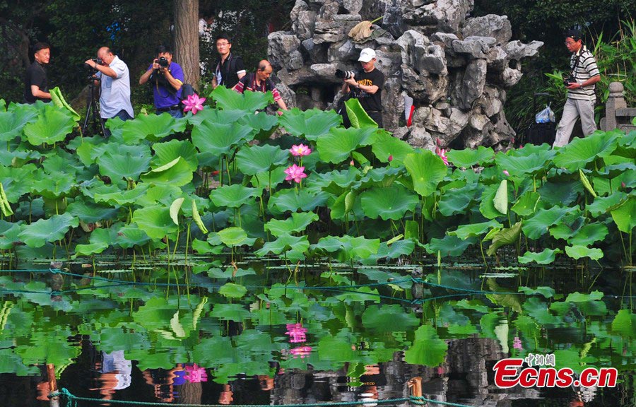 Visitors take photos for lotus flowers in Guyi Garden in Nanxiang Town, Jiading District, Shanghai, June 30, 2013. Originally called "Yi Garden," where "Yi" means a beautiful view of bamboo, Guyi Garden was designed by a well-known bamboo-carving master from the Ming Dynasty. (CNS/Yuan Jing)