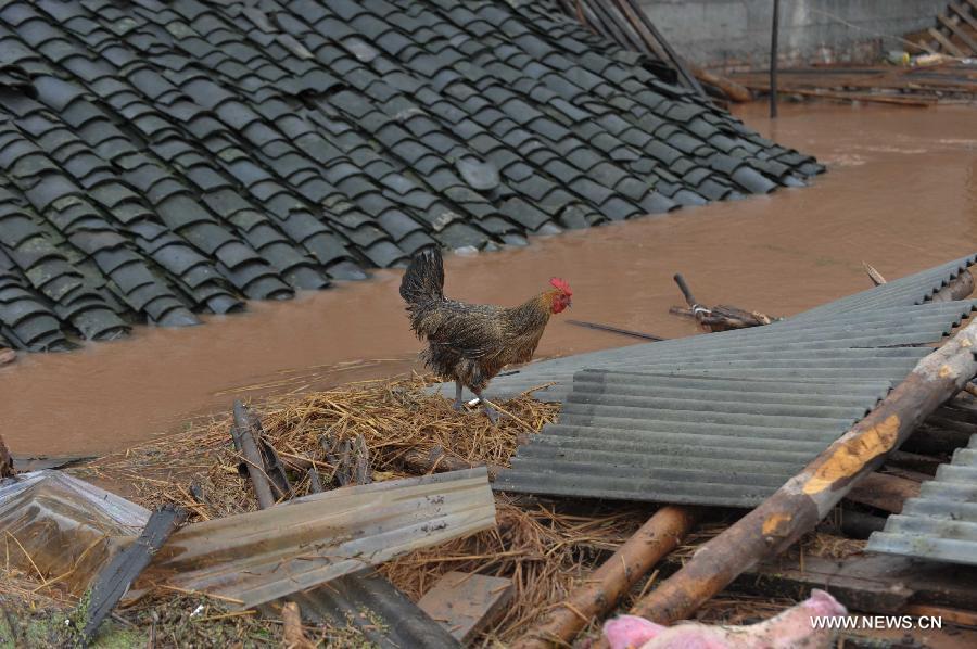 A rooster walks on the roof of a submerged building at Baizi Town in Tongnan County of Chongqing, southwest China, July 1, 2013. Rainstorms swept the county Sunday and triggered serious flood. As of 3 p.m. Monday, more than 18,000 people had been evacuated in Tongnan, and authorities were still working to confirm the number of casualties, as well as the number of people trapped by the floods. (Xinhua/Liu Chan)