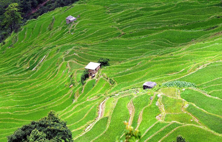 Photo taken on June 29, 2013 shows paddy fields in Bada Village of Xinjie Town in Yuanyang, southwest China's Yunnan Province. With abundant rainfall, rice grows well this summer in the terraced fields here. (Xinhua/Chen Haining)