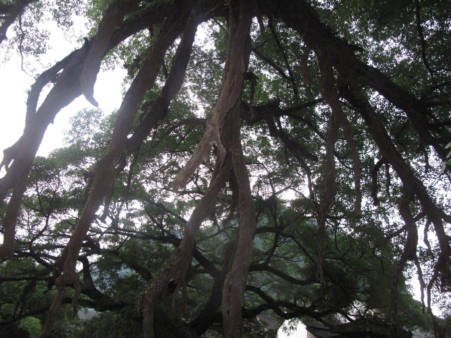 Ancient banian tree which looks like dragon paws. (CnDG by Jiao Meng)