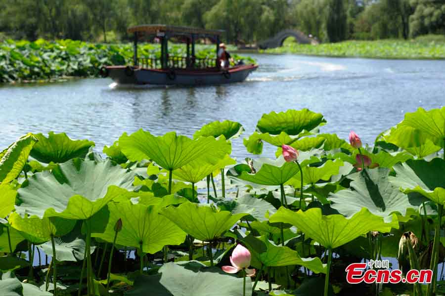 Photo taken on July 2, 2013 shows the lotus flowers in the Old Summer Palace in Beijing. The 18th Lotus Festival kicked off in the park on Tuesday. (CNS/Cun Nan)