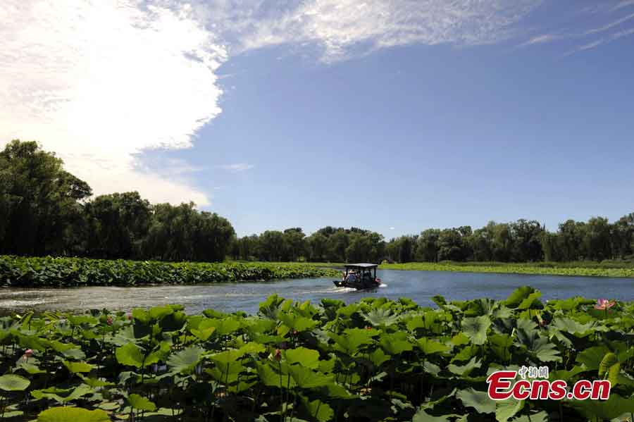 Photo taken on July 2, 2013 shows the lotus flowers in the Old Summer Palace in Beijing. The 18th Lotus Festival kicked off in the park on Tuesday. (CNS/Cun Nan)