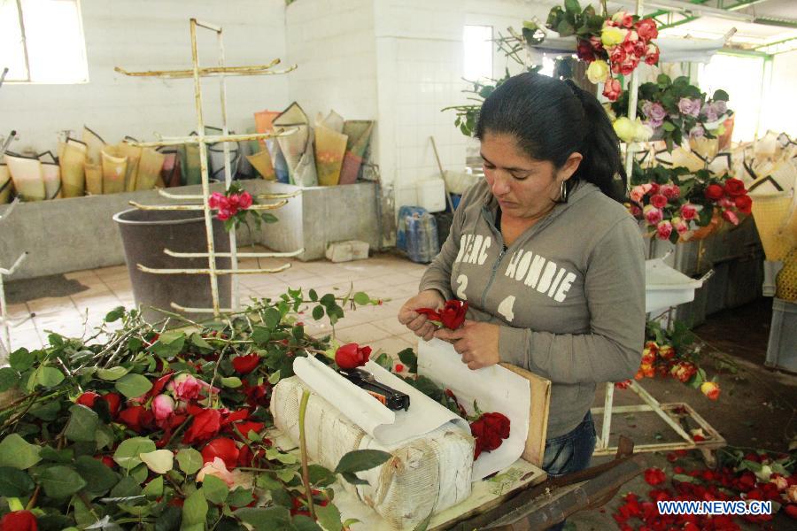 Workers pack up classified roses in Flor Aroma Rose Garden in Cayambe province, Ecuador, July 2, 2013. Ecuador is one of the main rose exporters in the world. (Xinhua/Liang Junqian)