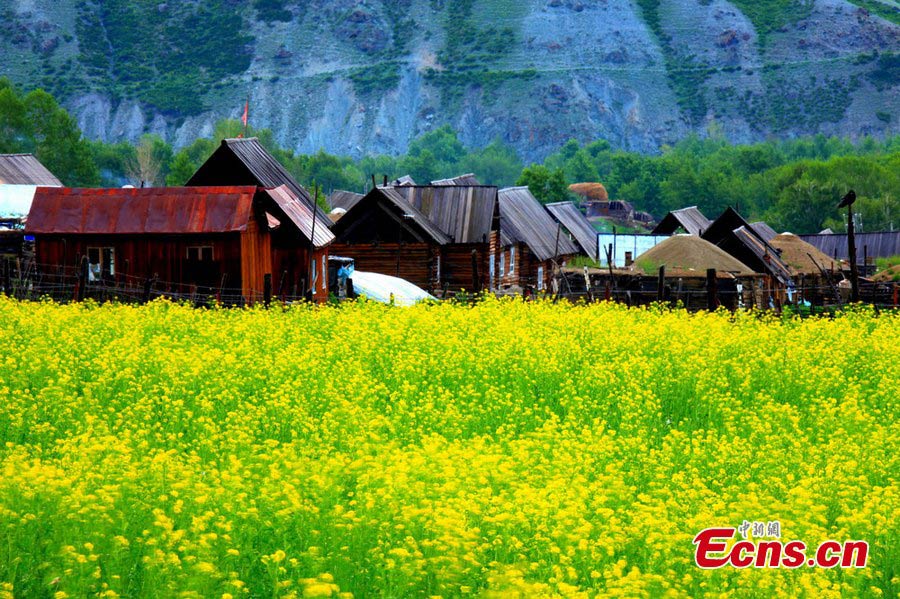 Photo taken in early July shows the rural landscape in a village in Kaba (Habahe) County, Altay Prefecture, Northwest China's Xinjiang Uygur Autonomous Region. (CNS/Liu Shihe)