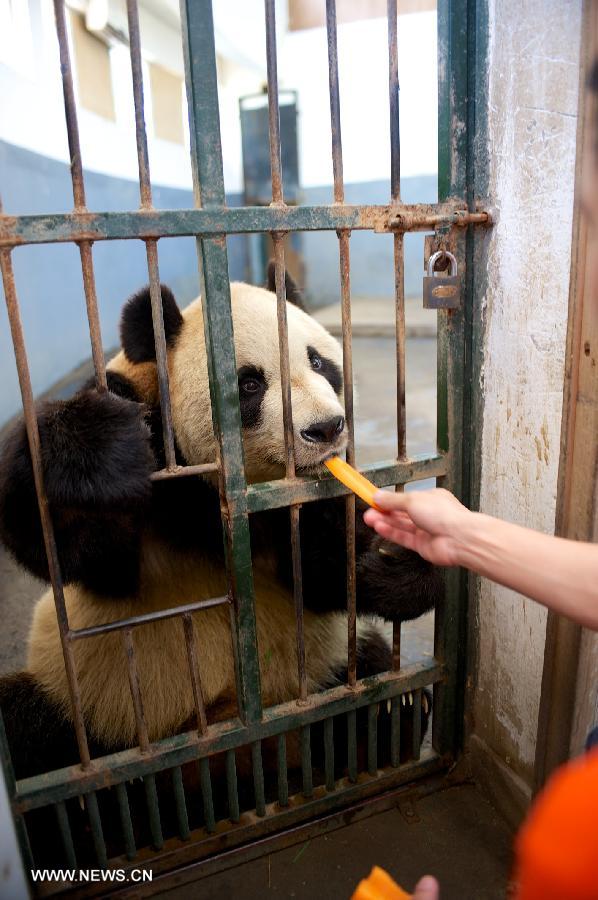 A giant panda is fed with a carrot in an air-conditioned room in Nanchang Zoo in Nanchang, east China's Jiangxi Province, July 3, 2013. The highest temperature in Nanchang has broken 35 degrees Celsius since the beginning of July. (Xinhua/Hu Chenhuan)