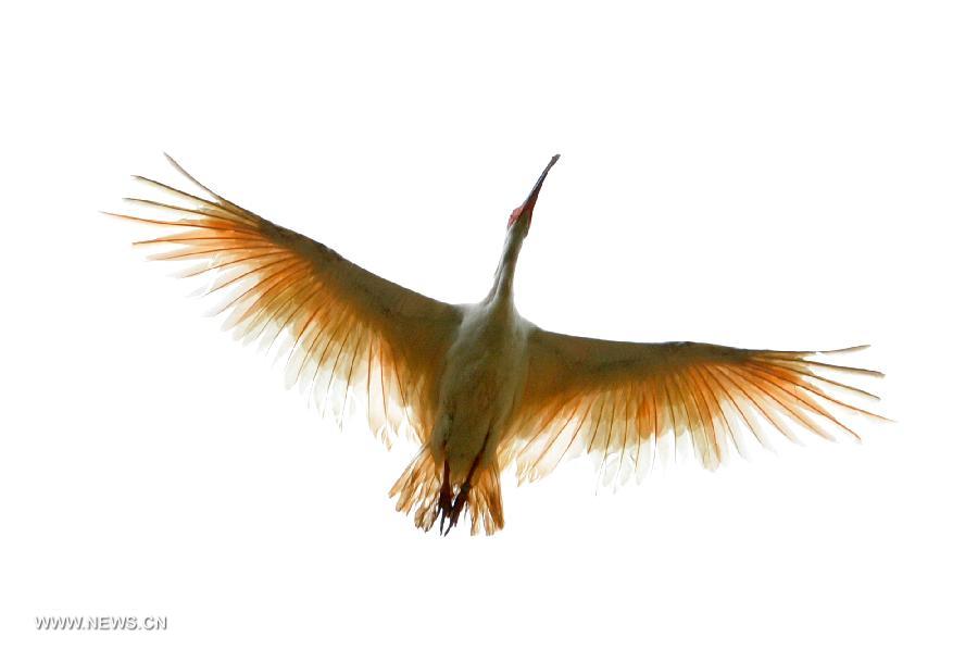 A crested ibis flies out of a cage during a release activity in Tongchuan, northwest China's Shaanxi Province, July 3, 2013. A total of 32 artificially-bred crested ibis were released to the wild here on Wednesday. The crested ibis, also known as the Japanese crested ibis, is large with white plumage, and before the 1930s had thrived in Japan, China, Russia and the Korean peninsula. But its population was sharply reduced due to wars, natural disasters, hunting and other human activities. In 1990, the artificial breeding project was launched in China, and it has gone on to successfully breed several generations of crested ibis. By far, wild crested ibis' numbers have reached nearly 1,000, and the artificially-bred population has hit 700. (Xinhua/Ding Haitao)