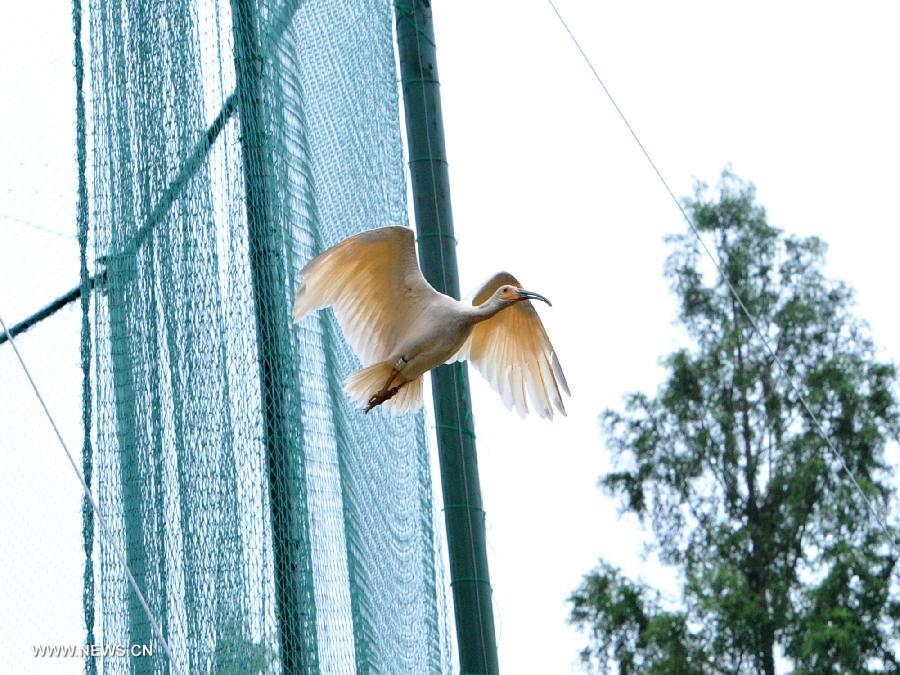 A crested ibis flies out of a cage during a release activity in Tongchuan, northwest China's Shaanxi Province, July 3, 2013. A total of 32 artificially-bred crested ibis were released to the wild here on Wednesday. The crested ibis, also known as the Japanese crested ibis, is large with white plumage, and before the 1930s had thrived in Japan, China, Russia and the Korean peninsula. But its population was sharply reduced due to wars, natural disasters, hunting and other human activities. In 1990, the artificial breeding project was launched in China, and it has gone on to successfully breed several generations of crested ibis. By far, wild crested ibis' numbers have reached nearly 1,000, and the artificially-bred population has hit 700. (Xinhua/Ding Haitao)