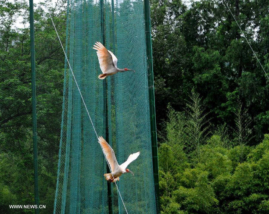 Crested ibis fly out of a cage during a release activity in Tongchuan, northwest China's Shaanxi Province, July 3, 2013. A total of 32 artificially-bred crested ibis were released to the wild here on Wednesday. The crested ibis, also known as the Japanese crested ibis, is large with white plumage, and before the 1930s had thrived in Japan, China, Russia and the Korean peninsula. But its population was sharply reduced due to wars, natural disasters, hunting and other human activities. In 1990, the artificial breeding project was launched in China, and it has gone on to successfully breed several generations of crested ibis. By far, wild crested ibis' numbers have reached nearly 1,000, and the artificially-bred population has hit 700. (Xinhua/Ding Haitao)