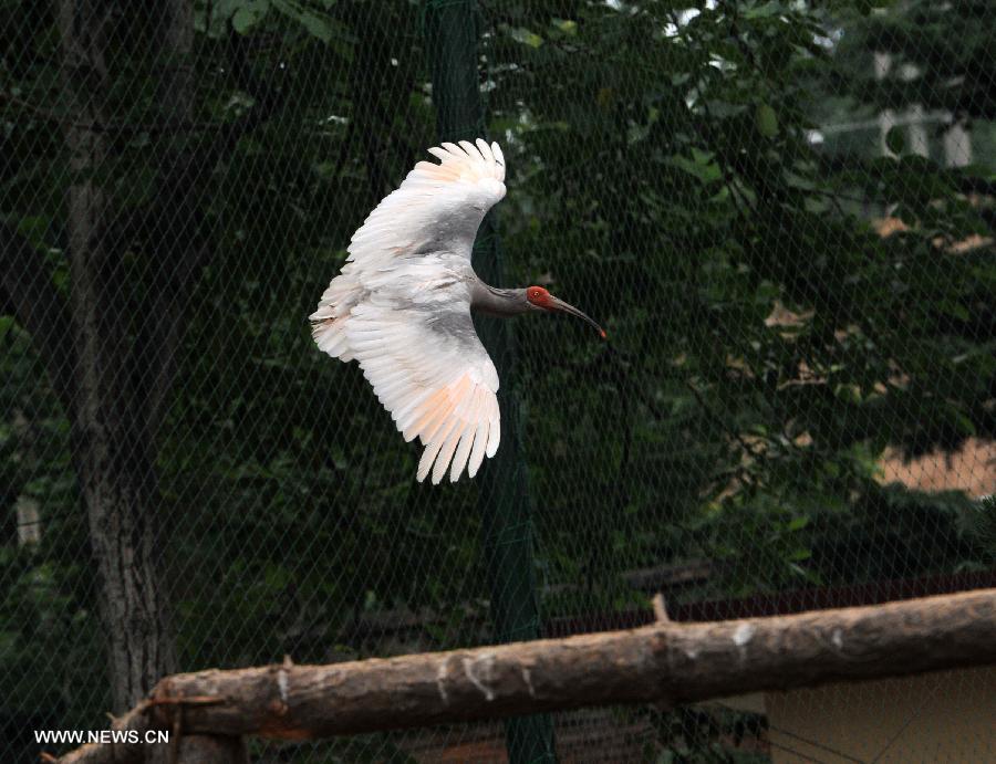 A crested ibis flies in a cage during a release activity in Tongchuan, northwest China's Shaanxi Province, July 3, 2013. A total of 32 artificially-bred crested ibis were released to the wild here on Wednesday. The crested ibis, also known as the Japanese crested ibis, is large with white plumage, and before the 1930s had thrived in Japan, China, Russia and the Korean peninsula. But its population was sharply reduced due to wars, natural disasters, hunting and other human activities. In 1990, the artificial breeding project was launched in China, and it has gone on to successfully breed several generations of crested ibis. By far, wild crested ibis' numbers have reached nearly 1,000, and the artificially-bred population has hit 700. (Xinhua/Ding Haitao)