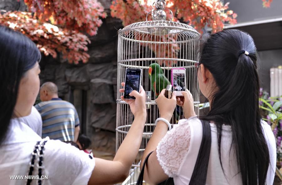 Visitors take photos of a parrot in the Ordos Zoo in Ordos, north China's Inner Mongolia Autonomous Region, July 3, 2013. Built in July, 2012 and taking up 12 square kilometers, the zoo has become a hot spot for vacations in summer, attracting nearly 40,000 visitors every month. (Xinhua/Zhao Tingting)