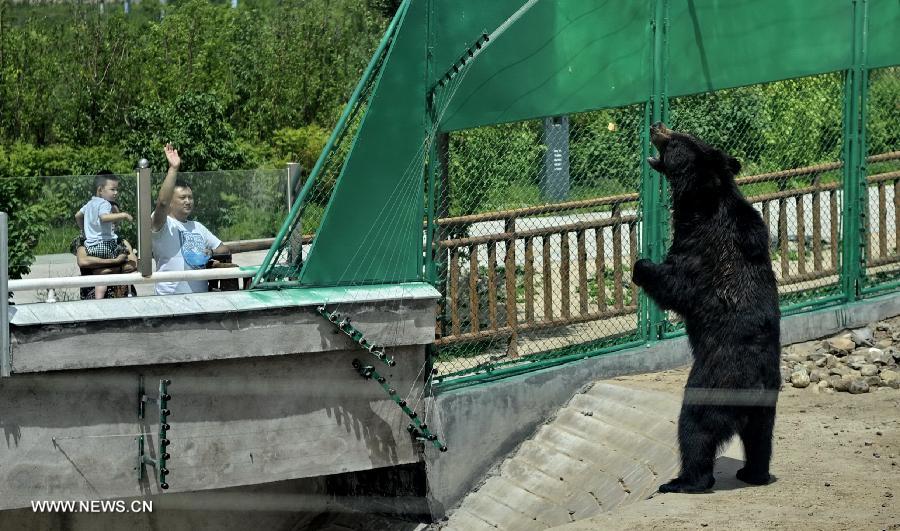 People visit the bear section in the Ordos Zoo in Ordos, north China's Inner Mongolia Autonomous Region, July 3, 2013. Built in July, 2012 and taking up 12 square kilometers, the zoo has become a hot spot for vacations in summer, attracting nearly 40,000 visitors every month. (Xinhua/Zhao Tingting) 