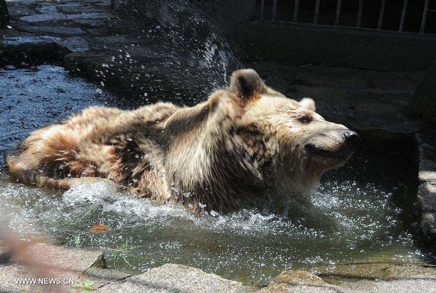 A bear enjoys itself in the cool water in the Suzhou Zoo in Suzhou, east China's Jiangsu Province, July 3, 2013. (Xinhua/Hang Xingwei)