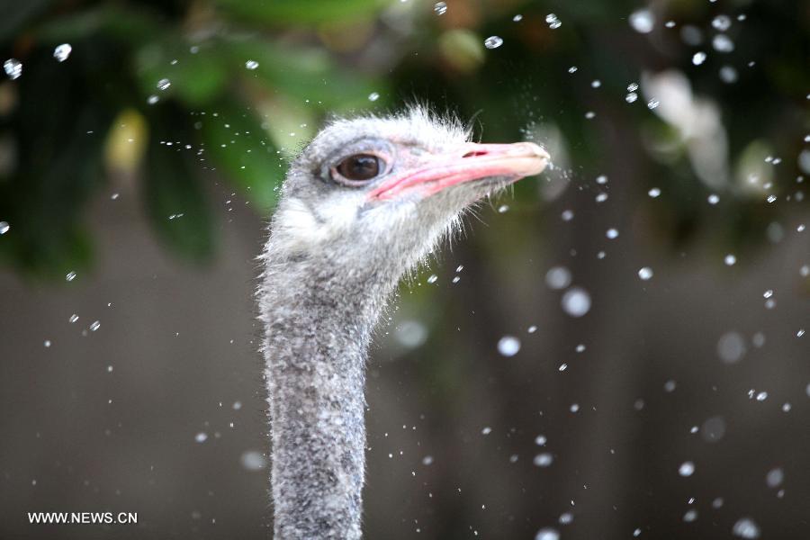 A ostrich is given a water shower in the Caocao Park in Bozhou, east China's Anhui Province, July 3, 2013. (Xinhua/Liu Qinli)