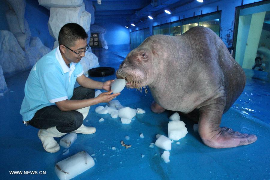 A worker feeds a walrus with frozen fish in the Ocean Aquarium of Penglai in Penglai, east China's Shandong Province, July 3, 2013. (Xinhua/Shen Jizhong)