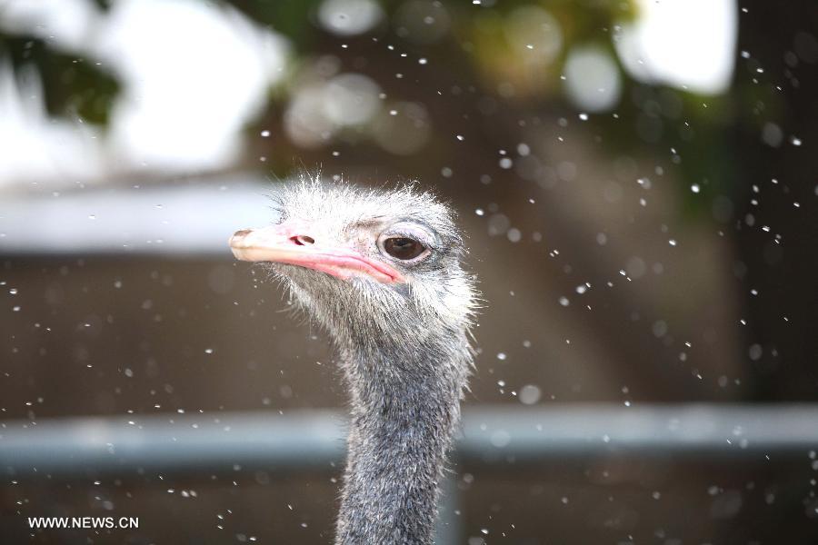A ostrich is given a water shower in the Caocao Park in Bozhou, east China's Anhui Province, July 3, 2013. (Xinhua/Liu Qinli)