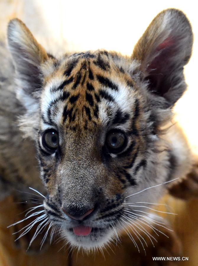 A south China tiger cub is seen at the Wangcheng Park in Luoyang, central China's Henan Province, July 1, 2013. A female south China tiger in the park gave birth to three cubs on March 21, 2013. (Xinhua/Gao Shanyue)