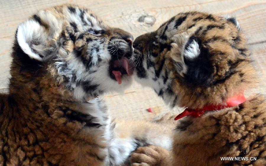 Photo taken on April 23, 2013 shows south China tiger cubs playing at the Wangcheng Park in Luoyang, central China's Henan Province. A female south China tiger in the park gave birth to three cubs on March 21, 2013. (Xinhua/Gao Shanyue)