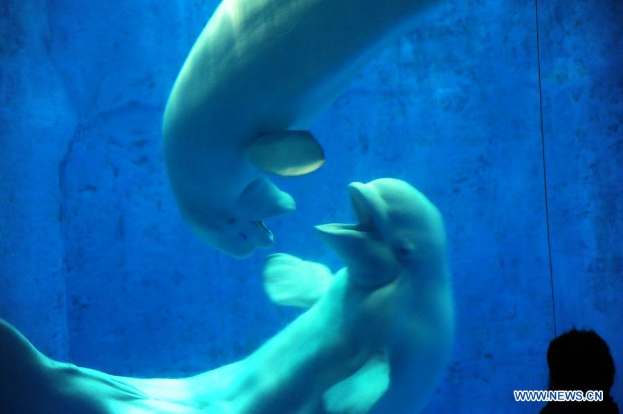 Two belugas kiss with each other in the water in the Harbin Polarland in Harbin, capital of northeast China's Heilongjiang Province, July 5, 2013. The male and female belugas have been living in the Harbin Polarland since November of 2005. According to the working staff in the park, this is the first time for the two belugas to kiss frequently in the eight years, which means they may fall in love. (Xinhua/Zhang Qingyun)