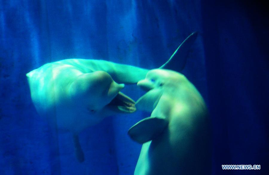Two belugas kiss with each other in the water in the Harbin Polarland in Harbin, capital of northeast China's Heilongjiang Province, July 5, 2013. The male and female belugas have been living in the Harbin Polarland since November of 2005. According to the working staff in the park, this is the first time for the two belugas to kiss frequently in the eight years, which means they may fall in love. (Xinhua/Zhang Qingyun)