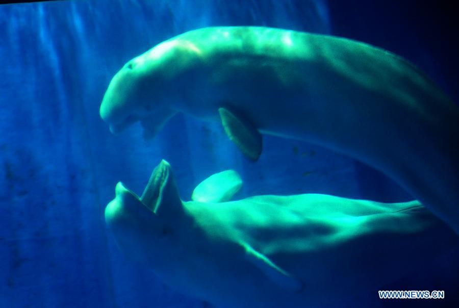 Two belugas kiss with each other in the water in the Harbin Polarland in Harbin, capital of northeast China's Heilongjiang Province, July 5, 2013. The male and female belugas have been living in the Harbin Polarland since November of 2005. According to the working staff in the park, this is the first time for the two belugas to kiss frequently in the eight years, which means they may fall in love. (Xinhua/Zhang Qingyun)