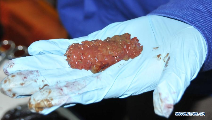 Photo taken on July 5, 2013 shows the red sea cucumber collected by China's manned submersible Jiaolong in South China Sea. Jiaolong collected rock samples and seabed animals including three colourful sea cucumbers from the Jiaolong Seamount in the South China Sea on Friday. This is Jiaolong's seventh dive during its first voyage of experimental application, and its third dive at the Jiaolong Seamount.(Xinhua/Zhang Xudong)