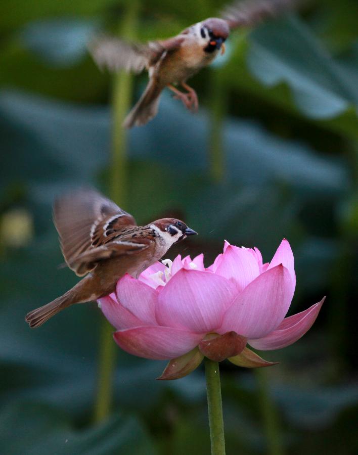 Sparrows fly around a lotus flower at Zizhuyuan Park in Beijing, capital of China, July 5, 2013. (Xinhua/Wang Xibao)