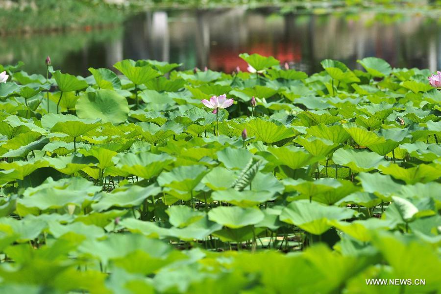 Photo taken on July 6, 2013 shows a lotus flower at a lotus pond at the Zhongshan Park in Yinchuan, capital of northwest China's Ningxia Hui Autonomous Region. (Xinhua/Peng Zhaozhi) 