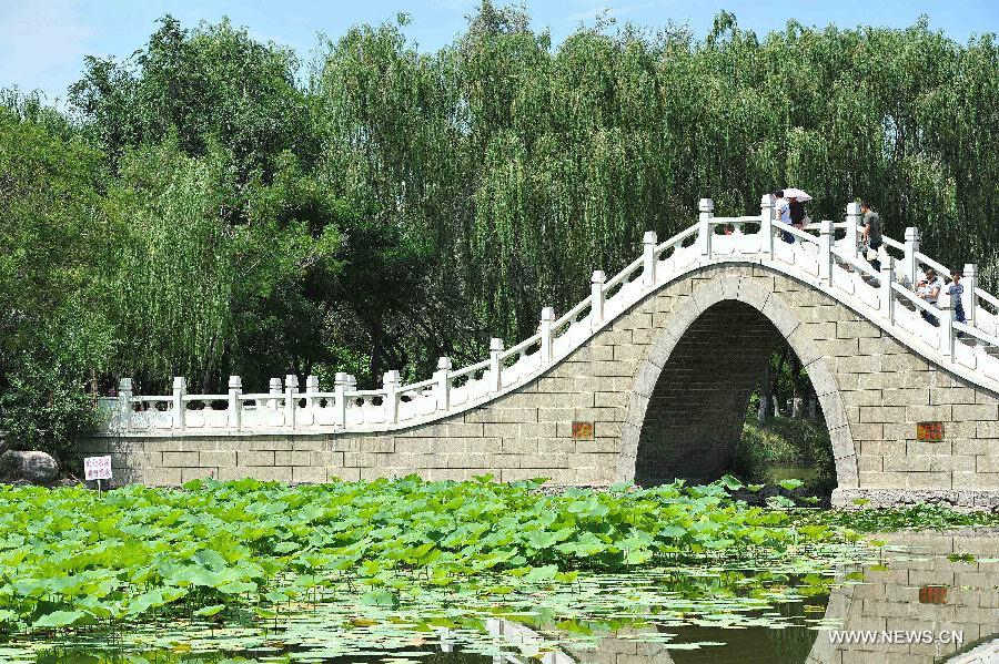 Tourist walk on a bridge over a lotus pond at the Zhongshan Park in Yinchuan, capital of northwest China's Ningxia Hui Autonomous Region, July 6, 2013. (Xinhua/Peng Zhaozhi) 