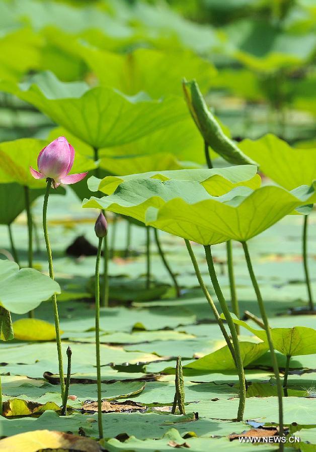 Photo taken on July 6, 2013 shows a lotus flower at a lotus pond at the Zhongshan Park in Yinchuan, capital of northwest China's Ningxia Hui Autonomous Region. (Xinhua/Peng Zhaozhi) 