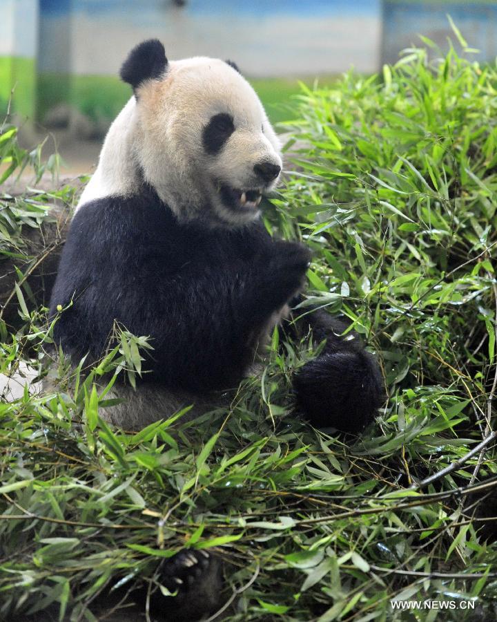 Tuan Tuan, the male one of a pair of giant pandas given as a goodwill gift to Taiwan by the Chinese mainland, eats bamboo at the Taipei Zoo, Taipei, southeast China's Taiwan, July 7, 2013. Tuan Tuan's spouse Yuan Yuan gave birth to a cub at 8:05 p.m. on July 6 in the zoo. The newborn cub weighs only about one thousandth of its mother Yuan Yuan and is healthy. (Xinhua/Wu Ching-teng) 