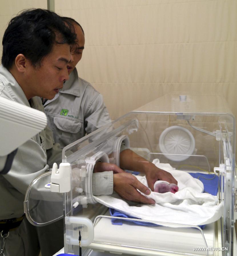 Breeders take care of a giant panda cub at the Taipei Zoo, Taipei, southeast China's Taiwan, July 7, 2013. The first cub of a pair of giant pandas given as a goodwill gift to Taiwan by the Chinese mainland was born at 8:05 p.m. on July 6 in the zoo. The newborn cub weighs only about one thousandth of its mother Yuan Yuan and is healthy. (Xinhua)