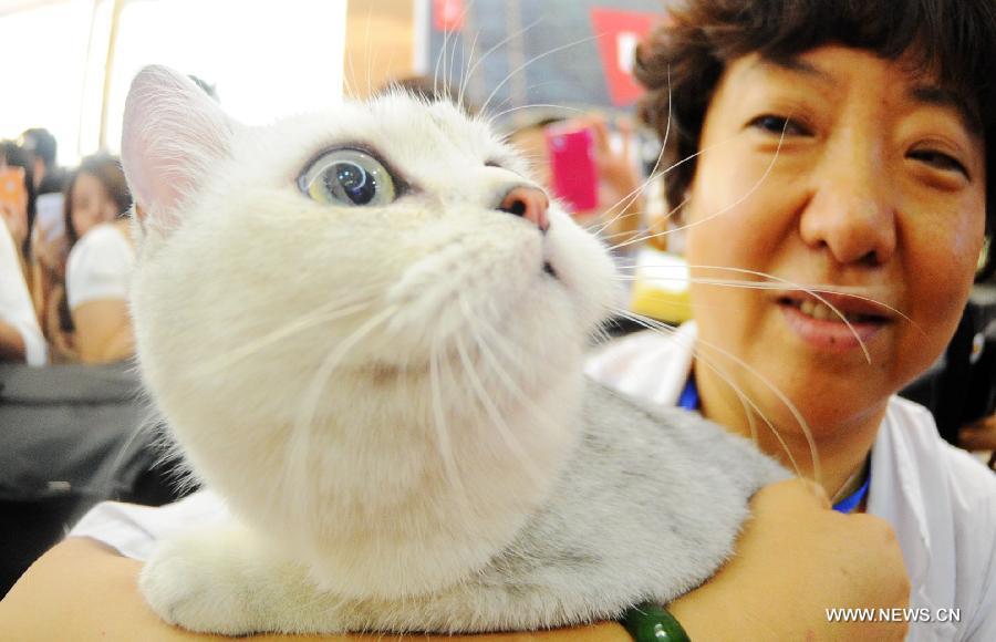 A British short-haired cat competes during a national cat tour in Harbin, capital of northeast China's Heilongjiang Province, July 7, 2013. The national cat tour is organized by the Association of Small Animal Protection in China's capital Beijing. Cats which could get positions during the competition in Harbin Sunday will compete with cats from other regions of China during the final in December, 2013. (Xinhua/Wang Song)