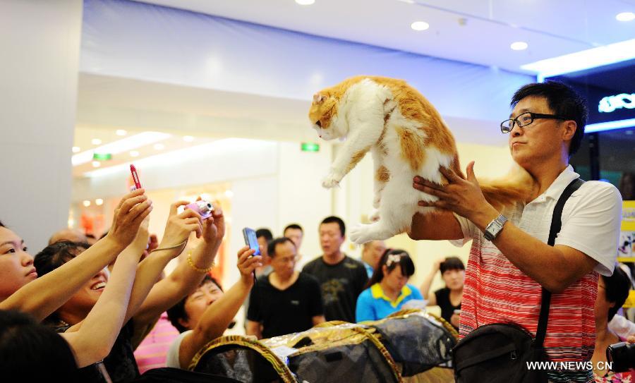 A man presents his exotic short-haired cat during a national cat tour in Harbin, capital of northeast China's Heilongjiang Province, July 7, 2013. The national cat tour is organized by the Association of Small Animal Protection in China's capital Beijing. Cats which could get positions during the competition in Harbin Sunday will compete with cats from other regions of China during the final in December, 2013. (Xinhua/Wang Song)