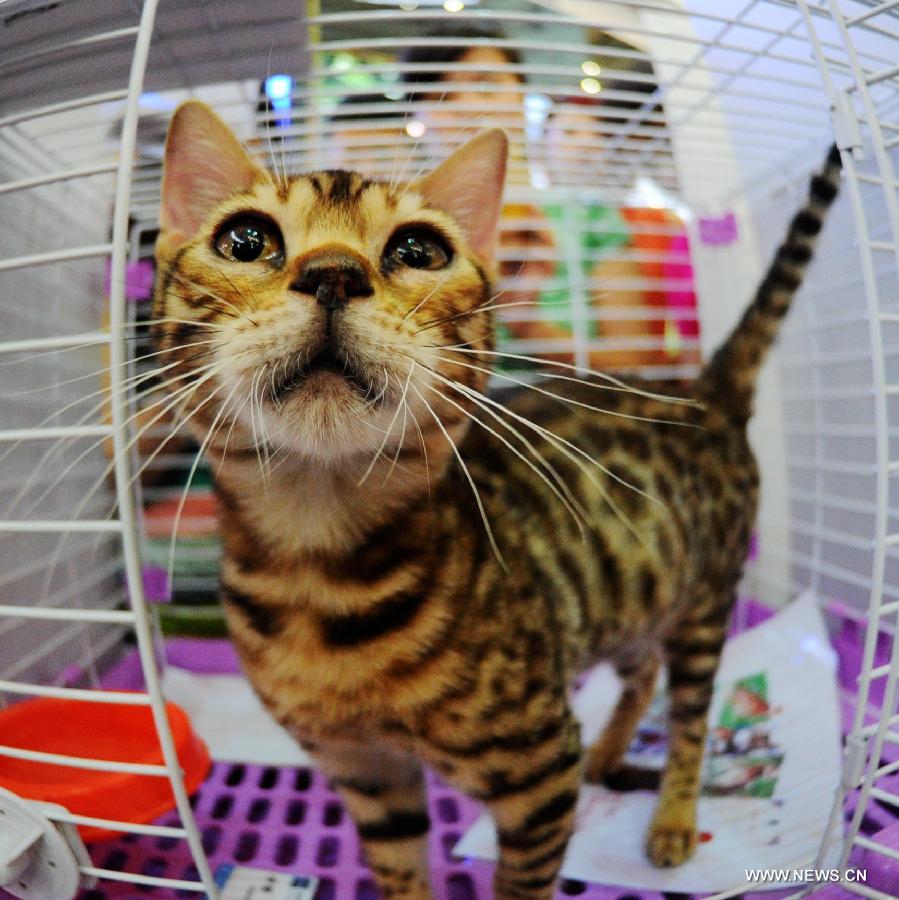 Photo taken on July 7, 2013 shows a Bengal cat during a national cat tour in Harbin, capital of northeast China's Heilongjiang Province. The national cat tour is organized by the Association of Small Animal Protection in China's capital Beijing. Cats which could get positions during the competition in Harbin Sunday will compete with cats from other regions of China during the final in December, 2013. (Xinhua/Wang Song)