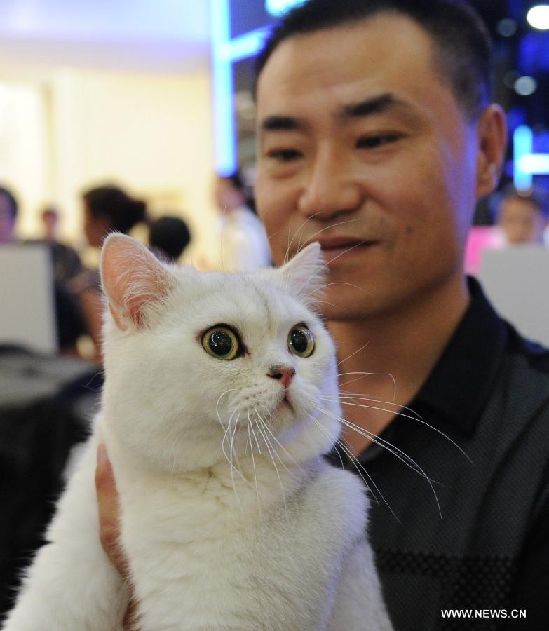 A British short-haired cat competes during a national cat tour in Harbin, capital of northeast China's Heilongjiang Province, July 7, 2013. The national cat tour is organized by the Association of Small Animal Protection in China's capital Beijing. Cats which could get positions during the competition in Harbin Sunday will compete with cats from other regions of China during the final in December, 2013. (Xinhua/Wang Song)