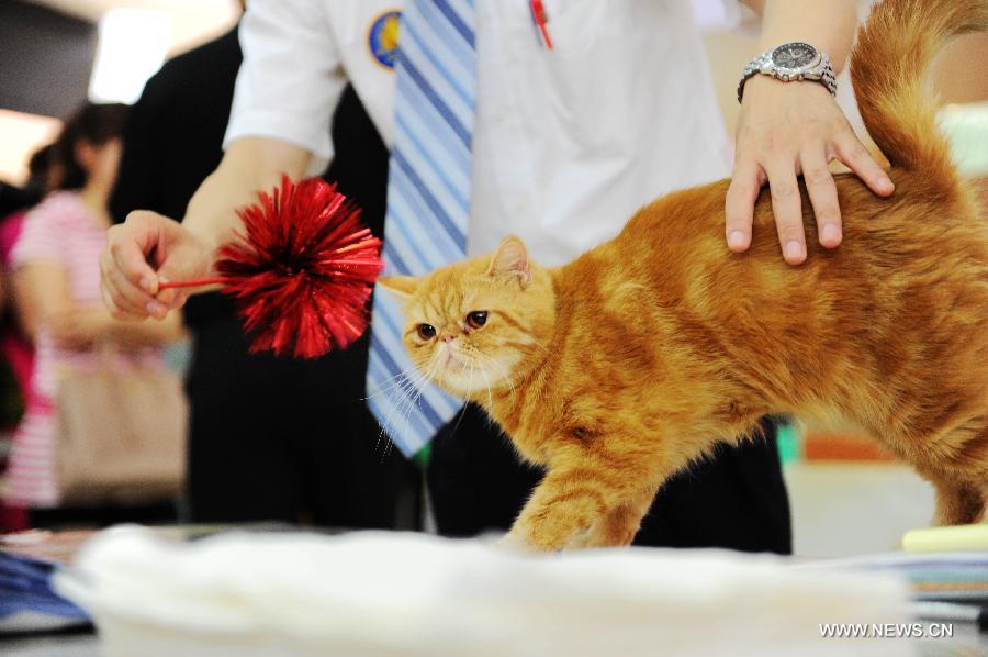 A judge tests an exotic short-haired cat during a national cat tour in Harbin, capital of northeast China's Heilongjiang Province, July 7, 2013. The national cat tour is organized by the Association of Small Animal Protection in China's capital Beijing. Cats which could get positions during the competition in Harbin Sunday will compete with cats from other regions of China during the final in December, 2013. (Xinhua/Wang Song)