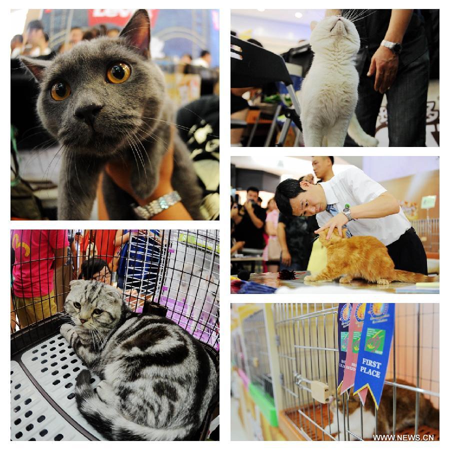 The combined photo taken on July 7, 2013 shows cats competing in a national cat tour in Harbin, capital of northeast China's Heilongjiang Province. The national cat tour is organized by the Association of Small Animal Protection in China's capital Beijing. Cats which could get positions during the competition in Harbin Sunday will compete with cats from other regions of China during the final in December, 2013. (Xinhua/Wang Song)