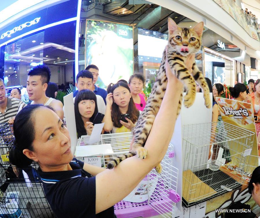 A woman presents her Bengal cat during a national cat tour in Harbin, capital of northeast China's Heilongjiang Province, July 7, 2013. The national cat tour is organized by the Association of Small Animal Protection in China's capital Beijing. Cats which could get positions during the competition in Harbin Sunday will compete with cats from other regions of China during the final in December, 2013. (Xinhua/Wang Song)