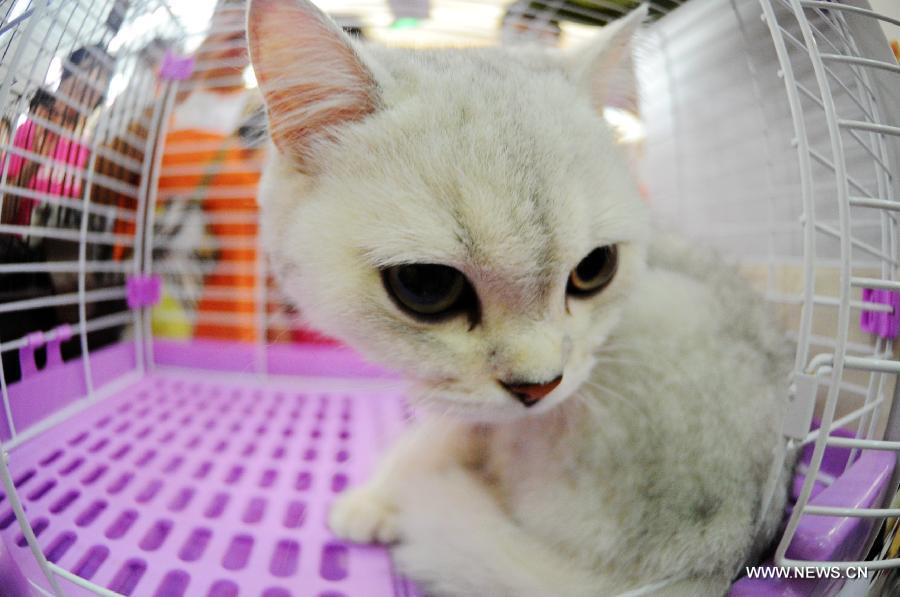 An American short-haired cat competes during a national cat tour in Harbin, capital of northeast China's Heilongjiang Province, July 7, 2013. The national cat tour is organized by the Association of Small Animal Protection in China's capital Beijing. Cats which could get positions during the competition in Harbin Sunday will compete with cats from other regions of China during the final in December, 2013. (Xinhua/Wang Song)