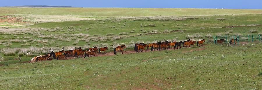Horses run on a grassland near Hohhot, capital of north China's Inner Mongolia Autonomous Region, July 1, 2013. Inner Mongolia has entered its tourism peak season recently. (Xinhua/Shang Jun)
