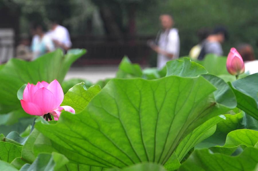 Lotus flowers blossom at the Humble Administrator's Garden in Suzhou City, east China's Jiangsu Province, July 7, 2013. (Xinhua/Hang Xingwei)