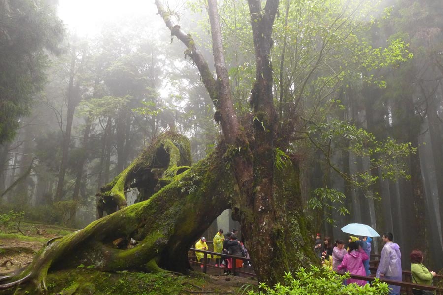 Located in the northeast of Jiayi in Taiwan, Ali Mountain is the general name of the 18 hills including Zhu Hill and Tower Hill. The highest peak is Tower Hill with a height of 2,663 meters. Ali Mountain is renowned for its five rare sights including the sunrise, the Ali Mountain forest railway, the famous Alishan sacred tree, the grand sea of clouds, and fragrant cherry blossom. (China.org.cn)