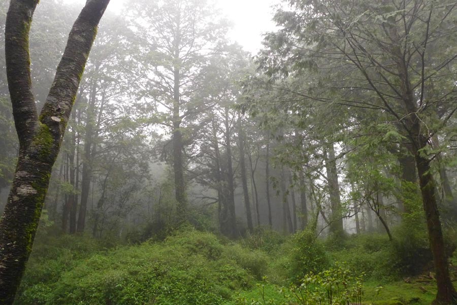 Located in the northeast of Jiayi in Taiwan, Ali Mountain is the general name of the 18 hills including Zhu Hill and Tower Hill. The highest peak is Tower Hill with a height of 2,663 meters. Ali Mountain is renowned for its five rare sights including the sunrise, the Ali Mountain forest railway, the famous Alishan sacred tree, the grand sea of clouds, and fragrant cherry blossom. (China.org.cn)