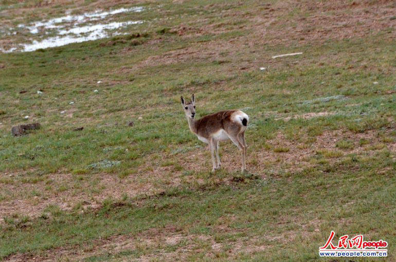 Tibetan gazelle (Procapra picticaudata) is seen in Hoh Xil. (People's Daily Online/Han Shuxian) 