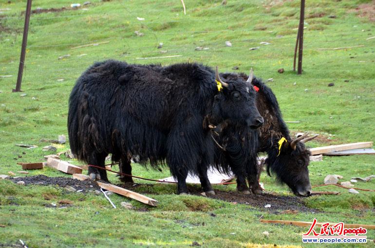 A sacred bull. (People's Daily Online/Han Shuxian)