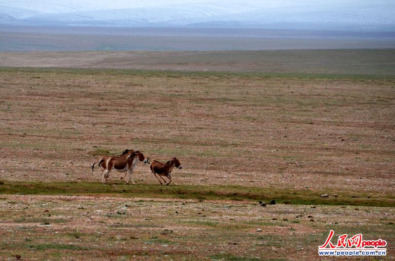 Tibetan gazelle (Procapra picticaudata) is seen in Hoh Xil. (People's Daily Online/Han Shuxian) 