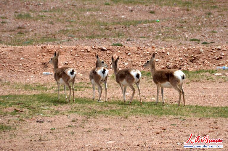 Tibetan gazelle (Procapra picticaudata) is seen in Hoh Xil. (People's Daily Online/Han Shuxian) 
