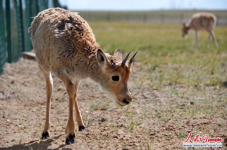 Tibetan antelope (Pantholops hodgsoni) is seen in Hoh Xil. (People's Daily Online/Han Shuxian) 