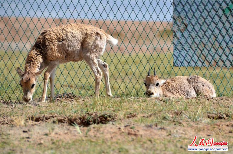 Tibetan antelope (Pantholops hodgsoni) is seen in Hoh Xil. (People's Daily Online/Han Shuxian) 